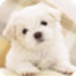 Puppy Live Wallpaper / Puppy Hidup Wallpaper