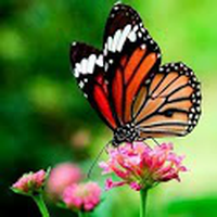 Butterflies Live Wallpaper / Kupu-Kupu Hidup Wallpaper