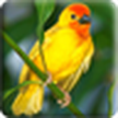 Burung 3d Hidup Wallpaper / 3D Burung LWP
