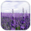 Wallpaper hidup Lavender / Lavender LWP