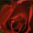 Hidup Rose blooms wallpaper / Wallpaper Hidup Rose bud
