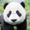 Panda Galeri HD