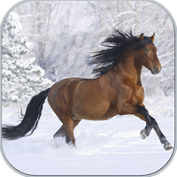 Kuda di musim dingin
