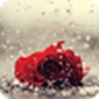 Rose in the rain / mawar dalam hujan